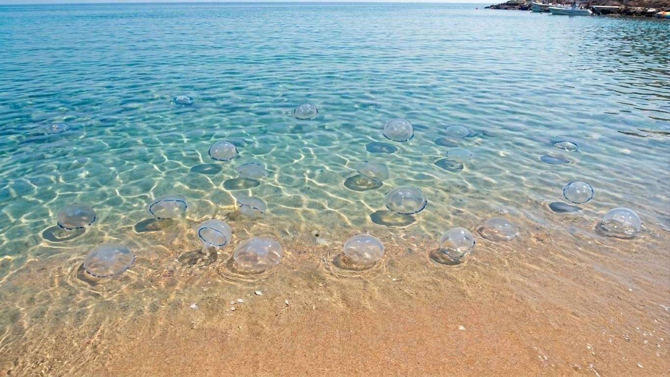 море медузы