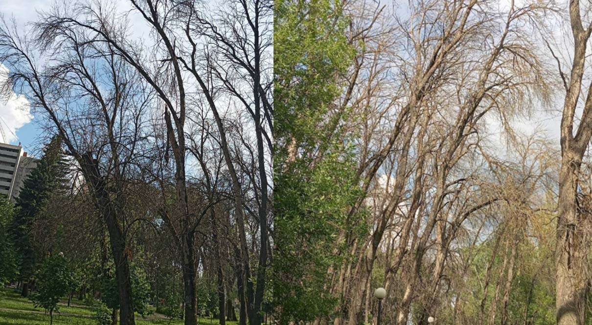 деревья в Комсомольском парке