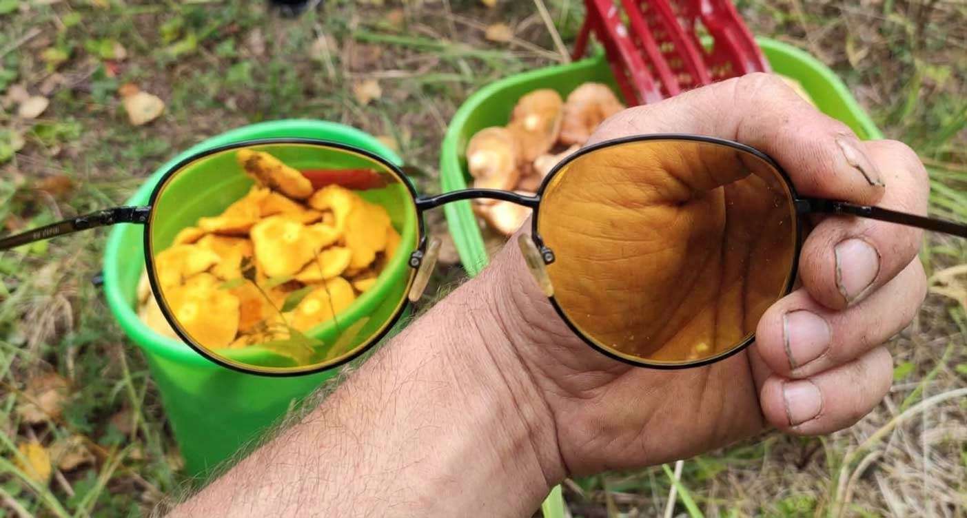 желтые очки грибы